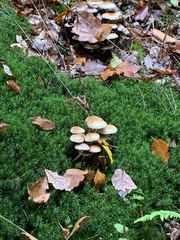Hypholoma capnoides