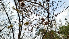 Combretum mossambicense