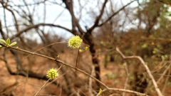 Combretum mossambicense