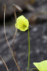 Papaver pulvinatum