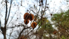Combretum mossambicense