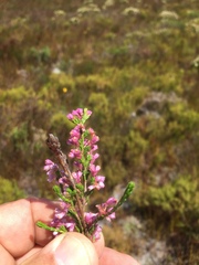 Erica gnaphaloides