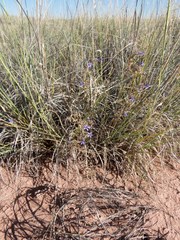 Ipomopsis multiflora