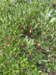 Ilex glabra