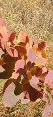 Cotinus coggygria