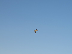 Ptyonoprogne fuligula