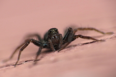 Araneomorphae