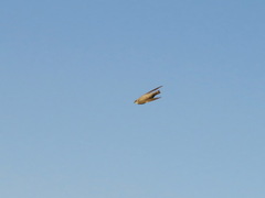 Ptyonoprogne fuligula