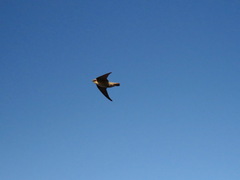 Ptyonoprogne fuligula