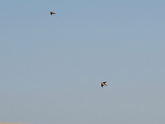 Ptyonoprogne fuligula