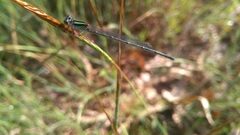 Pseudagrion malabaricum