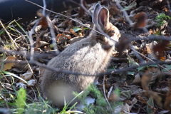 Lepus americanus