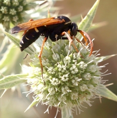 Parabatozonus lacerticida