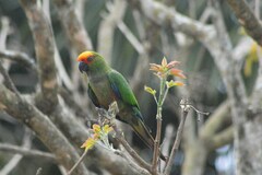 Aratinga auricapillus