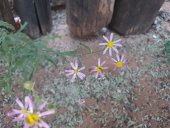 Senecio arenarius