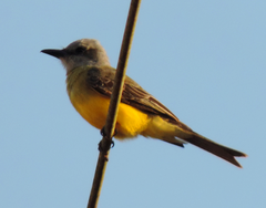 Tyrannus melancholicus