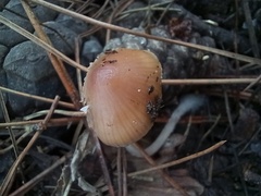 Mycena seynii
