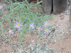 Senecio arenarius