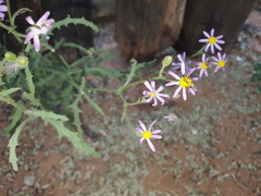 Senecio arenarius