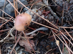 Mycena seynii