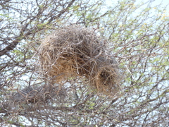 Plocepasser mahali mahali