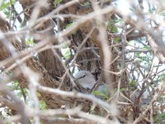 Streptopelia capicola damarensis
