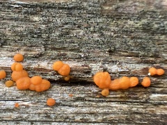 Lycogala epidendrum