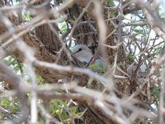 Streptopelia capicola damarensis