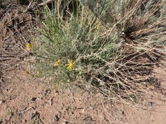 Senecio flaccidus flaccidus