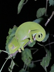Chamaeleo dilepis