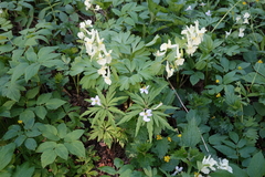 Corydalis bracteata
