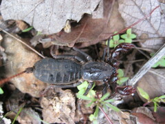 Mastigoproctus vandevenderi