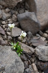 Draba ochroleuca