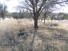 Enneapogon cenchroides