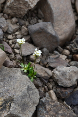 Draba ochroleuca