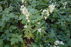 Corydalis bracteata