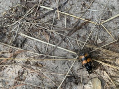 Nicrophorus vespillo