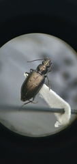 Bembidion recticolle