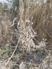 Eragrostis nindensis