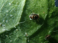 Clitostethus arcuatus