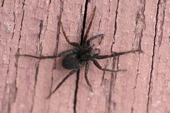 Araneomorphae