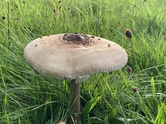 Macrolepiota