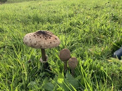 Macrolepiota