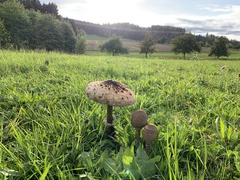 Macrolepiota