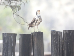 Turdus litsitsirupa