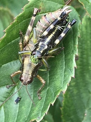 Booneacris glacialis