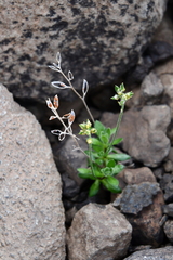 Draba oblongata
