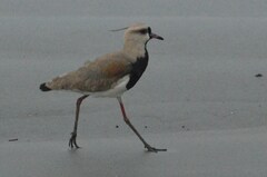 Vanellus chilensis