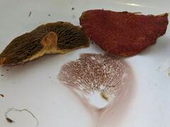 Suillus paluster
