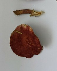 Suillus paluster